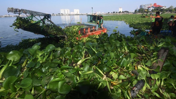 Petugas Unit Penanganan Sampah Badan Air Dinas Lingkungan Hidup DKI Jakarta membersihkan eceng gondok di Waduk Pluit, Jakarta Utara, Rabu (19/7/2023). Program 