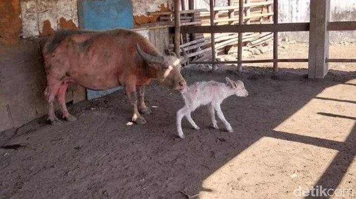 Kebo bule Nyai Pahing di Keraton Solo melahirkan, Rabu (19/7/2023). Anaknya diberi nama Kiai Suro.