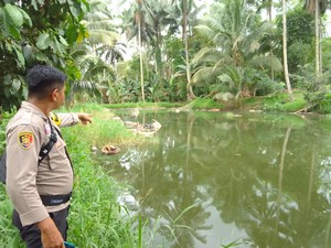 24 Bangkai Babi di Sulut Diduga Kena Virus ASF Dibuang ke Empang