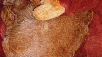 Enaknya tidur ada yang nemenin. Foto karya Katia Pillonel. Foto: (Dok. Bored Panda).