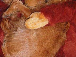 Potret Finalis Comedy Pet Awards 2023, Mana yang Lebih Lucu?