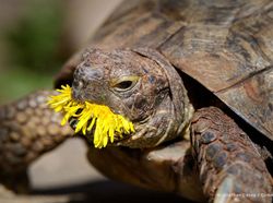 Potret Finalis Comedy Pet Awards 2023, Mana yang Lebih Lucu?