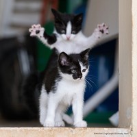 Berikut ini deretan foto finalis Comedy Pet Awards 2023. Menurut detikers, kira-kira mana yang lebih lucu di antara foto berikut ini?