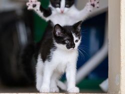 Potret Finalis Comedy Pet Awards 2023, Mana yang Lebih Lucu?