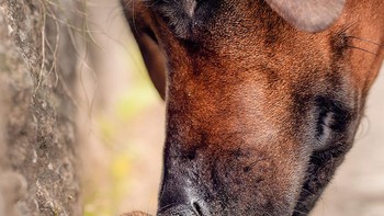 Persahabatan yang begitu indah karya Udo Krauss. Foto: (Dok. Bored Panda).