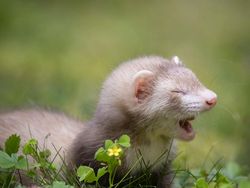 Potret Finalis Comedy Pet Awards 2023, Mana yang Lebih Lucu?