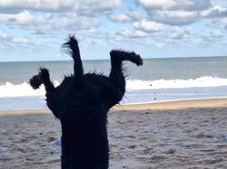 Potret Finalis Comedy Pet Awards 2023, Mana yang Lebih Lucu?