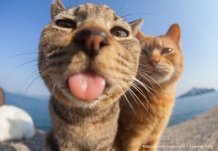 Berikut ini deretan foto finalis Comedy Pet Awards 2023. Menurut detikers, kira-kira mana yang lebih lucu di antara foto berikut ini?