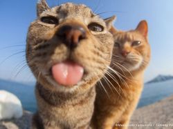 Potret Finalis Comedy Pet Awards 2023, Mana yang Lebih Lucu?