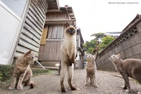 Berikut ini deretan foto finalis Comedy Pet Awards 2023. Menurut detikers, kira-kira mana yang lebih lucu di antara foto berikut ini?