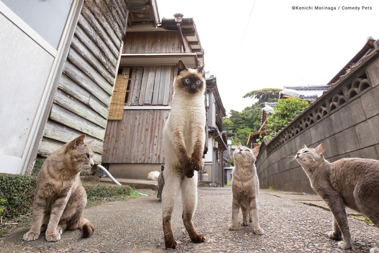 Berikut ini deretan foto finalis Comedy Pet Awards 2023. Menurut detikers, kira-kira mana yang lebih lucu di antara foto berikut ini?