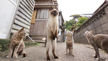 Anaknya tongkrongan banget deh pokoknya. Foto karya Kenichi Morinaga. Foto: (Dok. Bored Panda).