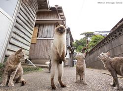 Potret Finalis Comedy Pet Awards 2023, Mana yang Lebih Lucu?