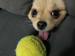 Potret Finalis Comedy Pet Awards 2023, Mana yang Lebih Lucu?