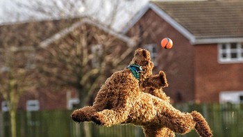 I believe i can fly, ucap anjing itu. Foto karya Gill Woodcock. Foto: (Dok. Bored Panda).