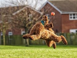 Potret Finalis Comedy Pet Awards 2023, Mana yang Lebih Lucu?