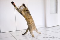 Berikut ini deretan foto finalis Comedy Pet Awards 2023. Menurut detikers, kira-kira mana yang lebih lucu di antara foto berikut ini?