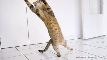 Latihan jadi kiper terbaik karya Felix Larcher. Foto: (Dok. Bored Panda).