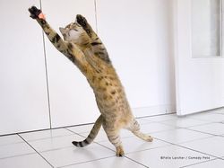 Potret Finalis Comedy Pet Awards 2023, Mana yang Lebih Lucu?