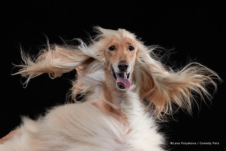 Berikut ini deretan foto finalis Comedy Pet Awards 2023. Menurut detikers, kira-kira mana yang lebih lucu di antara foto berikut ini?