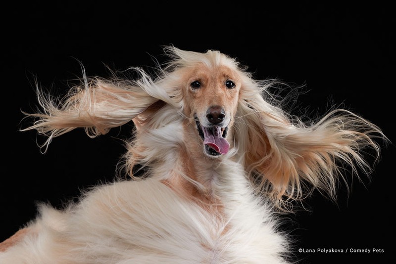 Berikut ini deretan foto finalis Comedy Pet Awards 2023. Menurut detikers, kira-kira mana yang lebih lucu di antara foto berikut ini?
