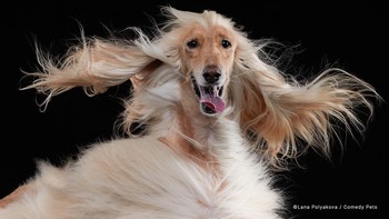 Si paling gondrong karya Lana Polykova. Foto: (Dok. Bored Panda).