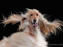 Potret Finalis Comedy Pet Awards 2023, Mana yang Lebih Lucu?