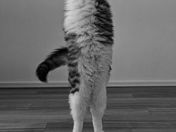 Potret Finalis Comedy Pet Awards 2023, Mana yang Lebih Lucu?