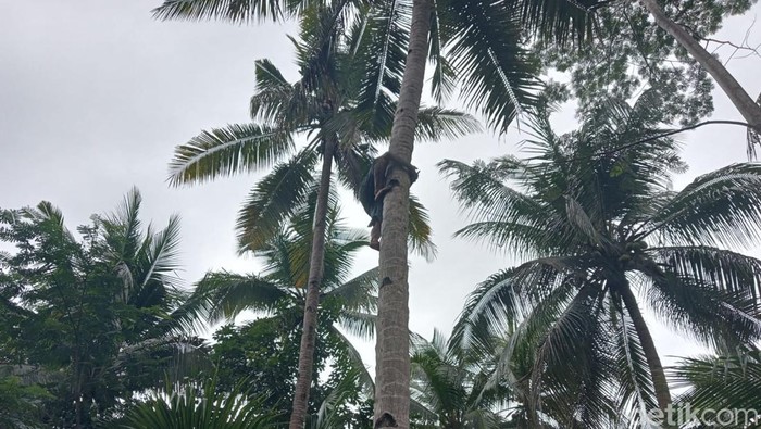 Solihin saat memanjat pohon kelapa.