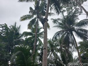 Throwback: Cari Burung Berujung Nyangkut di Pohon Kelapa