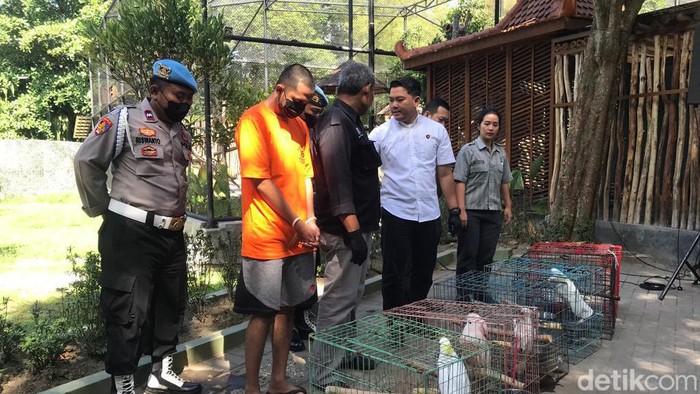 Barang bukti satwa dilindungi yang diamankan Polresta Jogja, Kamis (20/7/2023). Satwa dilindungi ini sementara dikarantina di Gembira Loka Zoo.