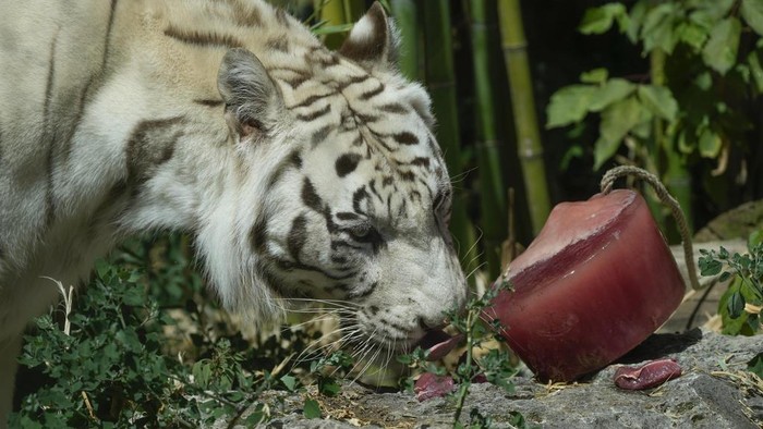 Hewan di Italia Diberi Makan Es Saat Cuaca Lagi Panas-panasnya A White Bengal tiger licks frozen meat on a hot day, in Rome's zoo, in Rome, Wednesday, July 19, 2023. Zookeepers at the Bioparco often give animals ice blocks with either fruit or meat inside on hot summer days. (AP Photo/Gregorio Borgia)