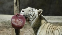 Seekor harimau Benggala Putih menjilati daging beku saat cuaca panas di kebun binatang Roma, Italia, Rabu (19/7/2023).