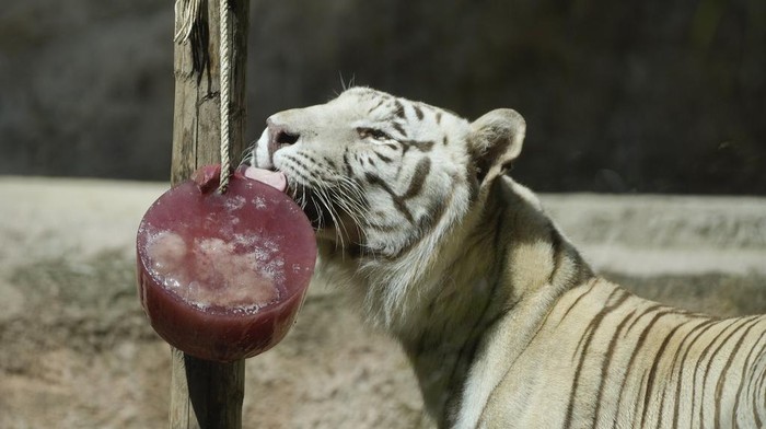 A White Bengal tiger licks frozen meat on a hot day, in Rome's zoo, in Rome, Wednesday, July 19, 2023. Zookeepers at the Bioparco often give animals ice blocks with either fruit or meat inside on hot summer days. (AP Photo/Gregorio Borgia)