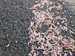 Ribuan Ikan Penis Terdampar di Pantai Argentina Selepas Badai Besar