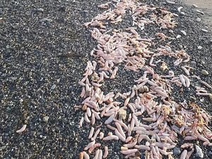 Geger Ribuan Ikan Penis Terdampar di Pantai, Ternyata Ini Penyebabnya