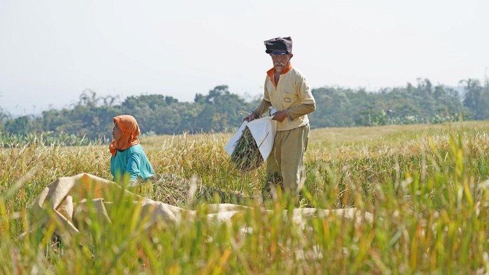 Ilustrasi Petani