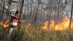 Hutan Jati Seluas 2 Hektare di Ngawi Terbakar