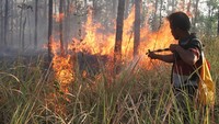 Api membakar hutan jati seluas kurang lebih 2 hektare tersebut. 