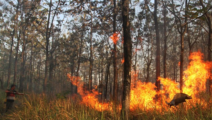 Kebakaran hutan di Ngawi Petugas dari Bagian Kesatuan Pengelolaan Hutan (BKPH) berusaha memadamkan api dengan semprotan air saat terjadi kebakaran hutan di petak 82A2 Resort Pengelolaan Hutan (RPH) Cepukan, Kedawak Utara, Ngawi, Jawa Timur, Kamis (20/7/2023). Sebanyak 18 anggota BKPH bersama Lembaga Masyarakat Desa Hutan (LMDH) diterjunkan untuk memadamkan api yang membakar hutan jati seluas kurang lebih 2 hektare tersebut. ANTARA FOTO/Ari Bowo Sucipto/tom.