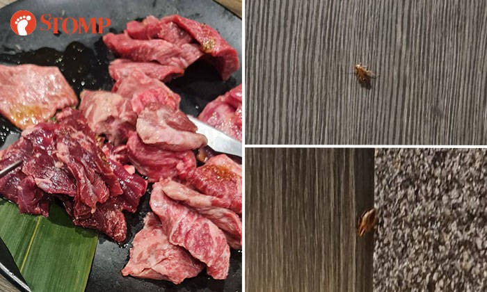 Jijik! Ada Kecoa Berkeliaran di Atas Meja Restoran Yakiniku