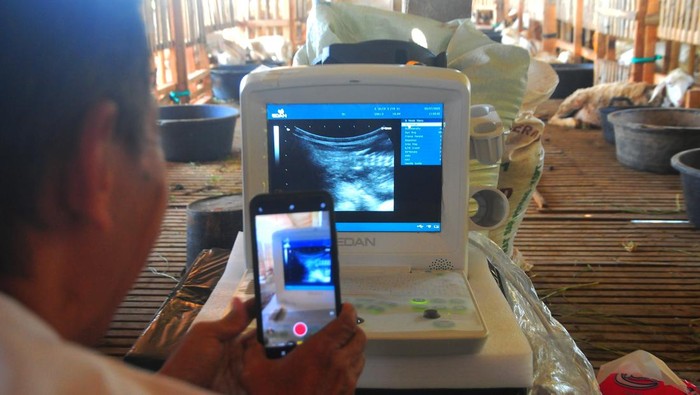 Petugas merekam proses diagnosis kebuntingan kambing di peternakan kambing Desa Karangrowo, Undaan, Kudus, Jawa Tengah, Kamis (20/7/2023). Dinas peternakan kabupaten setempat membuka layanan deteksi dini kebuntingan kambing dengan ultrasonogra  (USG) secara gratis guna menekan waktu produksi yang hilang akibat infertilitas atau gangguan kesuburan pada hewan ternak dengan penanganan yang tepat. ANTARA FOTO/Yusuf Nugroho/tom.