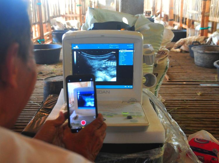 Wow! Kambing Hamil Juga Diperiksa Pakai USG