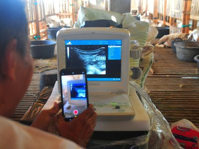 Wow! Kambing Hamil Juga Diperiksa Pakai USG