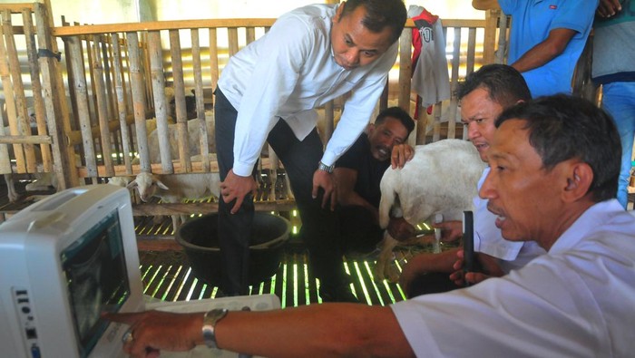 Layanan deteksi kebuntingan kambing dengan USG Petugas mendiagnosis kebuntingan kambing di peternakan kambing Desa Karangrowo, Undaan, Kudus, Jawa Tengah, Kamis (20/7/2023). Dinas peternakan kabupaten setempat membuka layanan deteksi dini kebuntingan kambing dengan ultrasonogra (USG) secara gratis guna menekan waktu produksi yang hilang akibat infertilitas atau gangguan kesuburan pada hewan ternak dengan penanganan yang tepat. ANTARA FOTO/Yusuf Nugroho/tom.