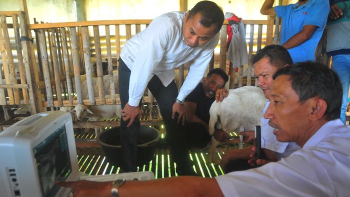 Petugas merekam proses diagnosis kebuntingan kambing di peternakan kambing Desa Karangrowo, Undaan, Kudus, Jawa Tengah, Kamis (20/7/2023). Dinas peternakan kabupaten setempat membuka layanan deteksi dini kebuntingan kambing dengan ultrasonogra (USG) secara gratis guna menekan waktu produksi yang hilang akibat infertilitas atau gangguan kesuburan pada hewan ternak dengan penanganan yang tepat. ANTARA FOTO/Yusuf Nugroho/tom.