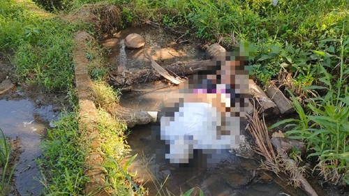 Posisi korban saat ditemukan meninggal dalam keadaan tertelungkup di parit pada setra Desa Adat Timpag, Kecamatan Kerambitan, Kamis (20/7/2023).