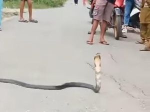 Kronologi Pria di Gorontalo Selamat dari Maut Usai Digigit King Cobra