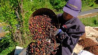 Harga biji kopi Robusta basah saat ini melonjak menjadi Rp 11.500 per kilogram dari harga tahun lalu yang hanya Rp 7.000 per kilogram.  