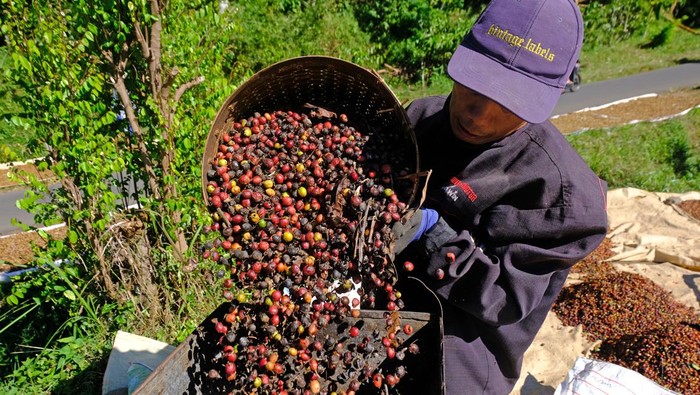 Wow! Harga Kopi Robusta Termahal Sepanjang Sejarah Petani memanen kopi Robusta petik merah di Desa Kali Banger, Gemawang, Temanggung, Jawa Tengah, Kamis (20/7/2023). Harga biji kopi Robusta basah saat ini melonjak menjadi Rp11.500 per kilogram dari harga tahun lalu yang hanya Rp7.000 per kilogram, yang menurut pedagang harga tersebut merupakan termahal sepanjang sejarah kopi di Indonesia. ANTARA FOTO/Anis Efizudin/rwa.